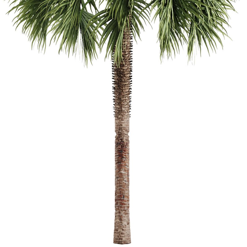 Tropical Palm Tree - Image 3