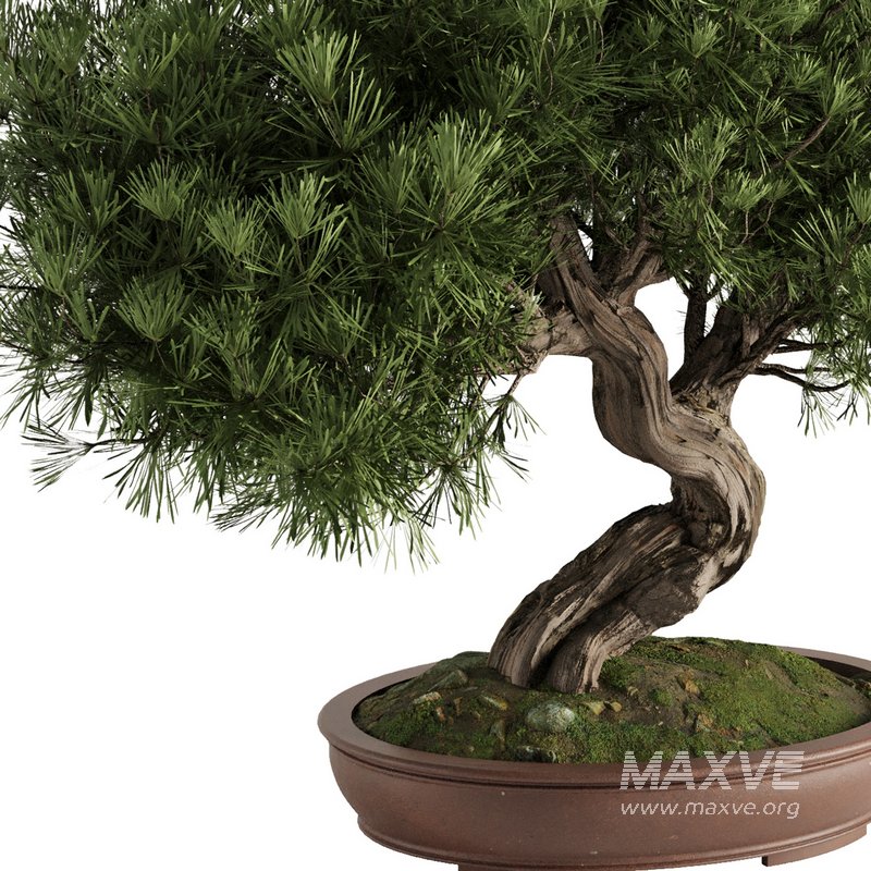 Bonsai Tree set4 - Image 2