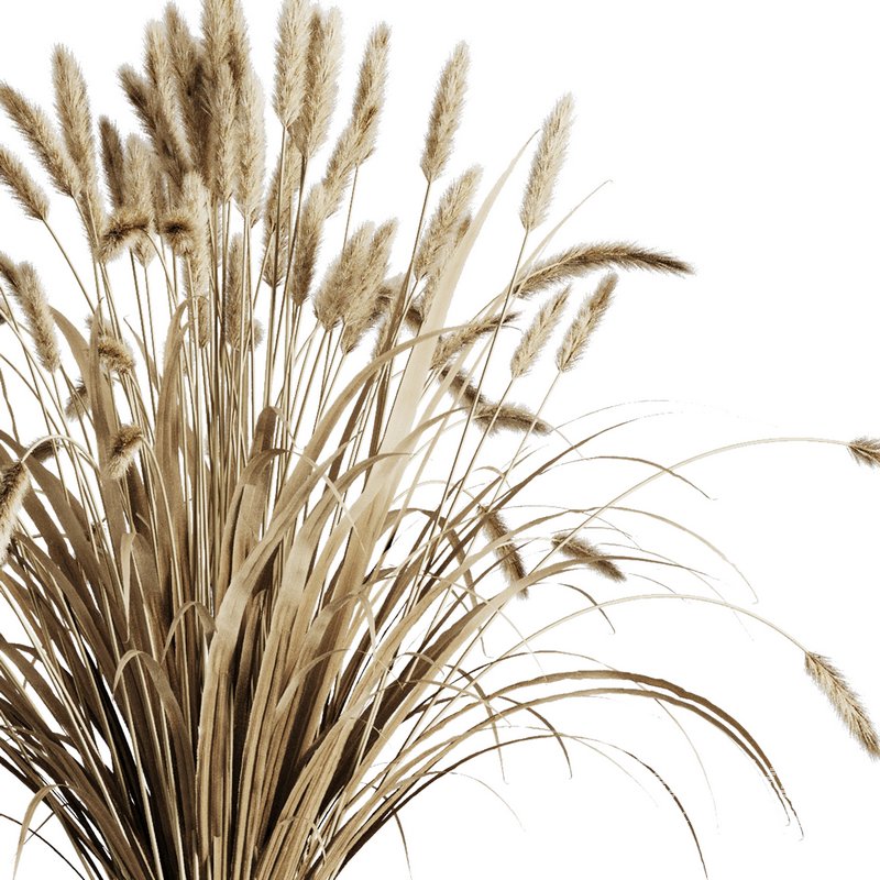 Dry grass pampas Bouquet4 - Image 3