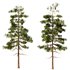 Pine tree set2 (3 Trees) - Thumbnail 3