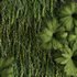 Circle Green Wall Plants - Thumbnail 3