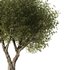 Olive Tree Set7 - Thumbnail 3
