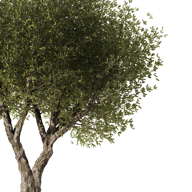 Olive Tree Set7 - Image 3