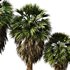 Tropical Palm Tree2 - Thumbnail 3