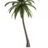 Hawaii Palm Tree - Thumbnail 3