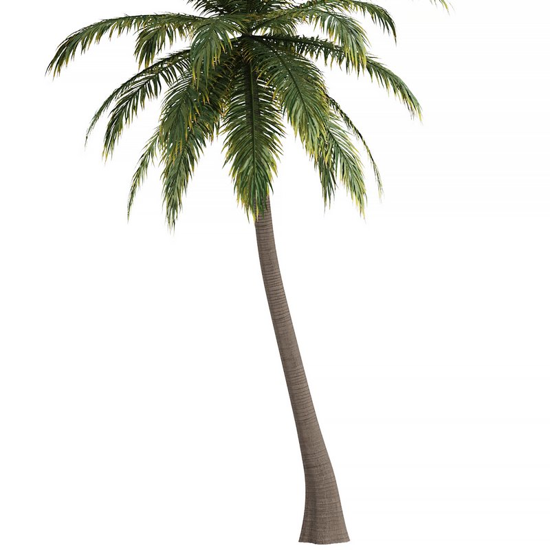 Hawaii Palm Tree - Image 3