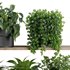 Plants on Shelf SetV6 - Thumbnail 4