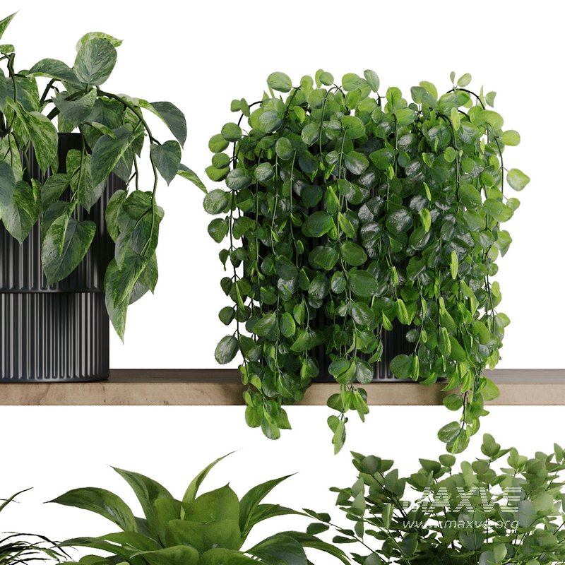 Plants on Shelf SetV6 - Image 4