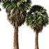 Tropical Palm Tree2 - Thumbnail 4