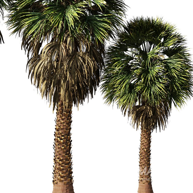 Tropical Palm Tree2 - Image 4