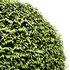 Dwarf Yaupon Holly – Spherical Plant - Thumbnail 4