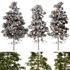 Pine tree set2 (3 Trees) - Thumbnail 4