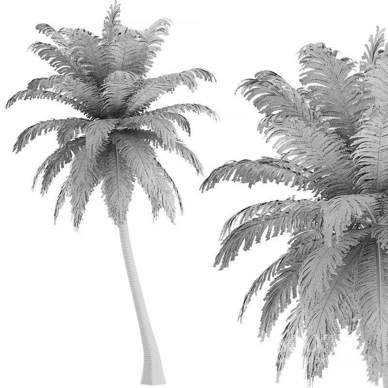 Hawaii Palm Tree - Image 4