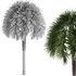 Tropical Palm Tree - Thumbnail 4