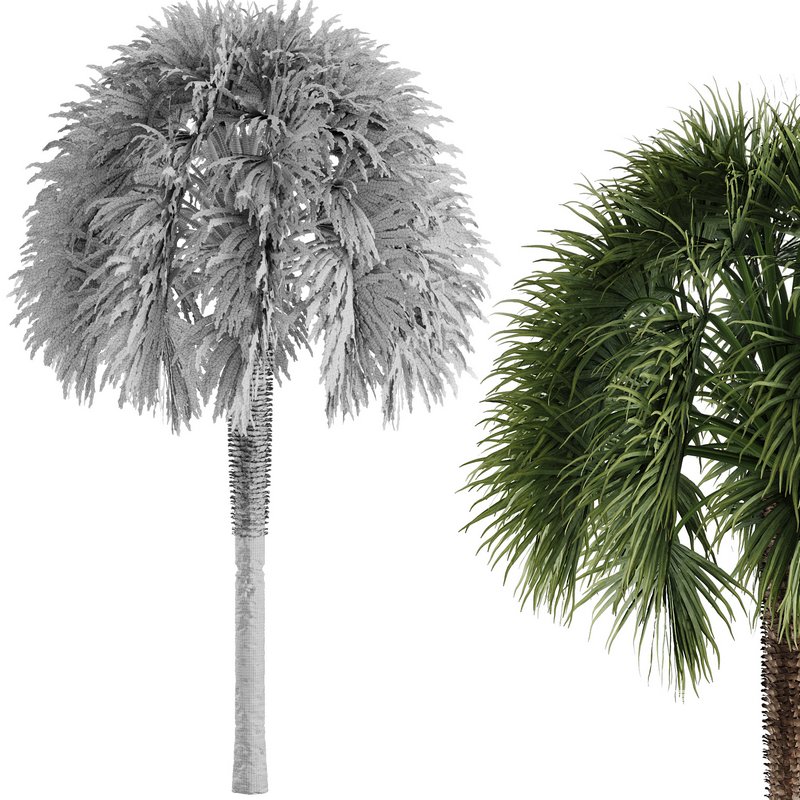 Tropical Palm Tree - Image 4