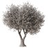 Olive Tree Set7 - Thumbnail 4