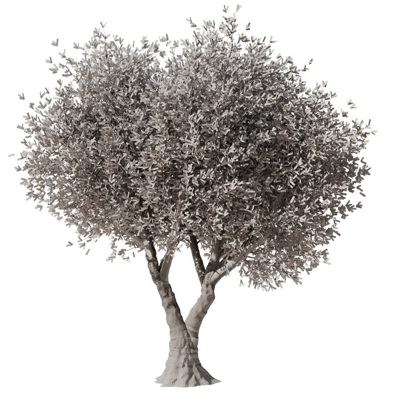 Olive Tree Set7 - Image 4