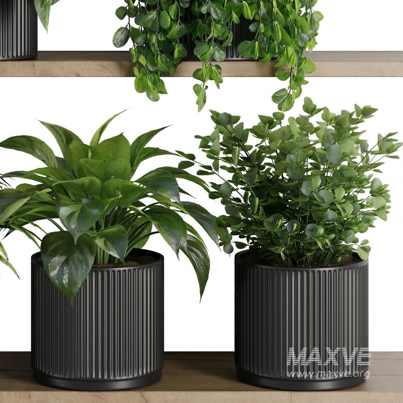 Plants on Shelf SetV6 - Image 3