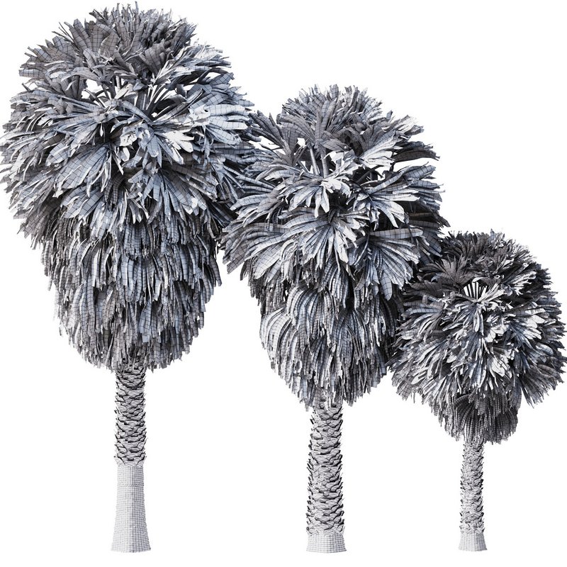 Tropical Palm Tree2 - Image 5