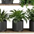 Plants on Shelf SetV6 - Thumbnail 5