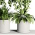 Plants on Shelf SetV7 - Thumbnail 5
