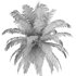Hawaii Palm Tree - Thumbnail 5