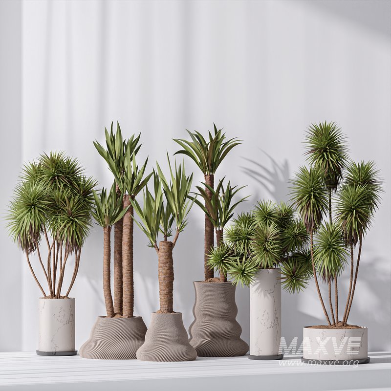 Yucca Elephantipes Gigantea Vase 07 - Image 3