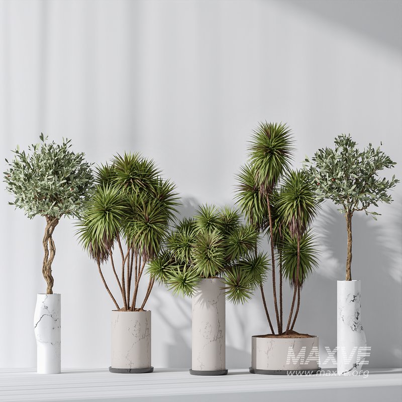 Yucca Elephantipes Gigantea and Mission Olive 04 - Image 3