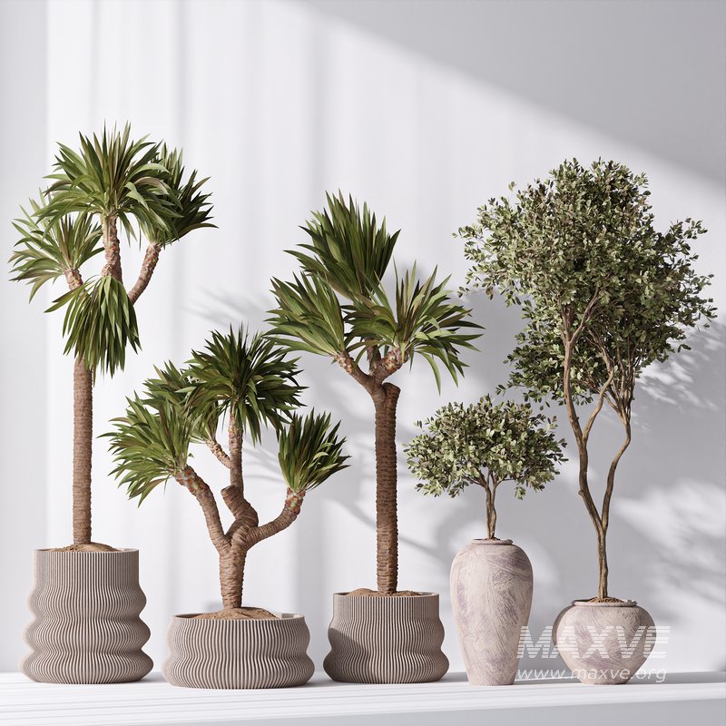 Yucca Elephantipes Gigantea and Mission Olive 05 - Image 1