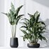 HQ Plants Bird Of ParadiseBird Vase Set03 - Thumbnail 1