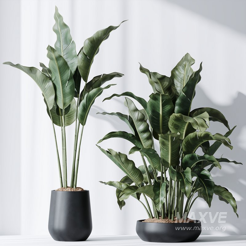 HQ Plants Bird Of ParadiseBird Vase Set03 - Image 1