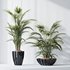 HQ Plants Areca Majesty Cat Reed Palm Set04 - Thumbnail 2