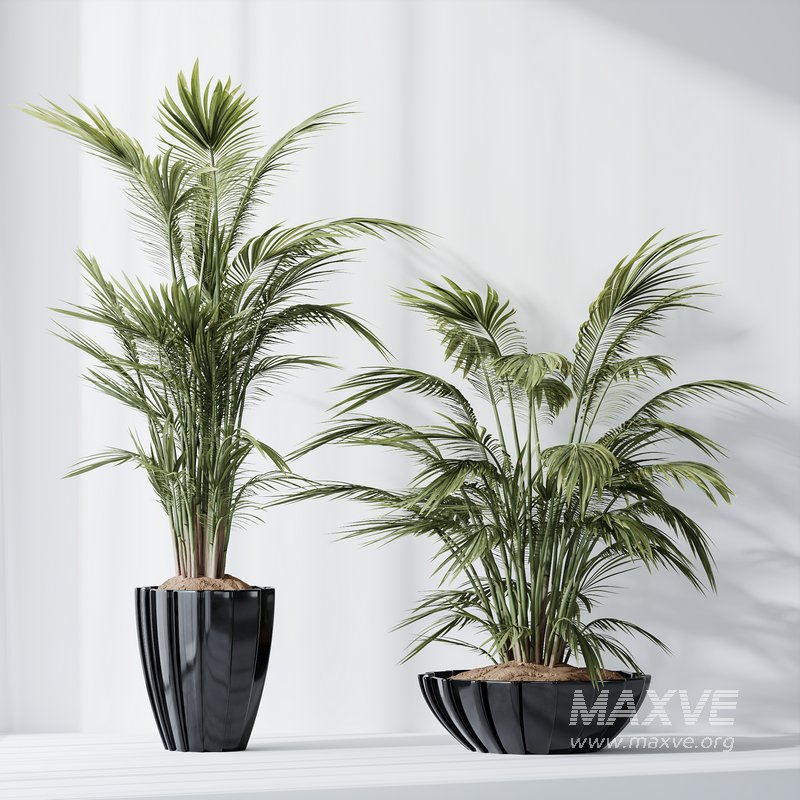 HQ Plants Areca Majesty Cat Reed Palm Set04 - Image 2