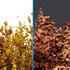 10 different bush - Thumbnail 5