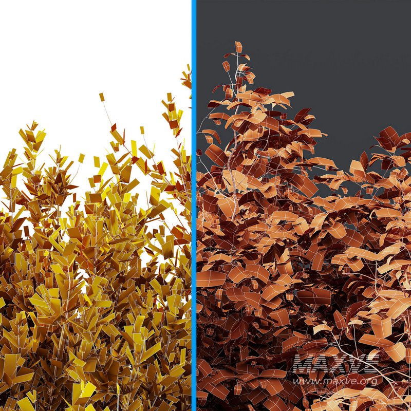 10 different bush - Image 5