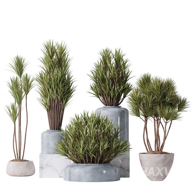 Yucca Elephantipes Gigantea Vase 007 - Image 1