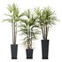 HQ Plants Rhapis Excelsa Lady Palm Hydro Care Set05 - Thumbnail 1