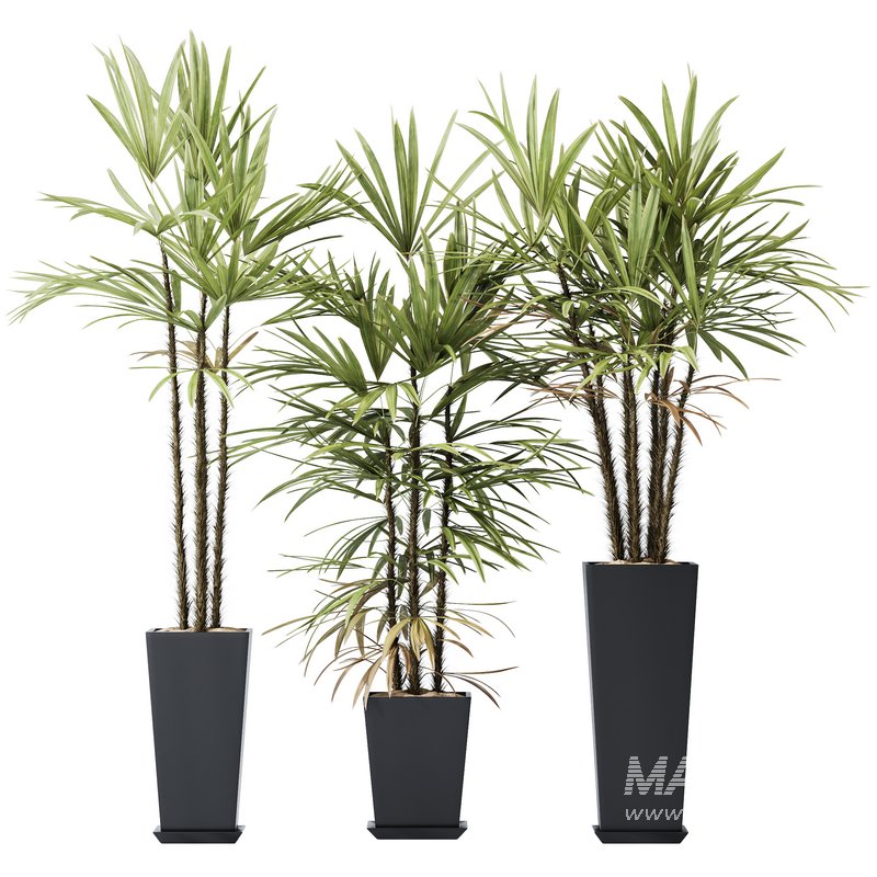 HQ Plants Rhapis Excelsa Lady Palm Hydro Care Set05 - Image 1