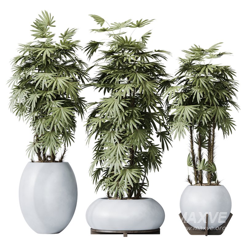 HQ Plants Rhapis Excelsa Lady Palm Hydro Care - Image 1