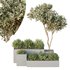 HQ Tree and bush garden box outdoor VOL 26 - Thumbnail 1