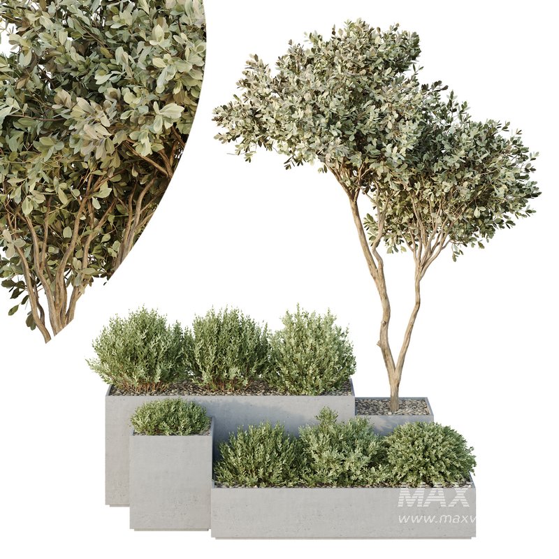 HQ Tree and bush garden box outdoor VOL 26 - Image 1