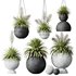 HQ Plants Yucca Elephantipes Rupicola Vase Set01 - Thumbnail 1