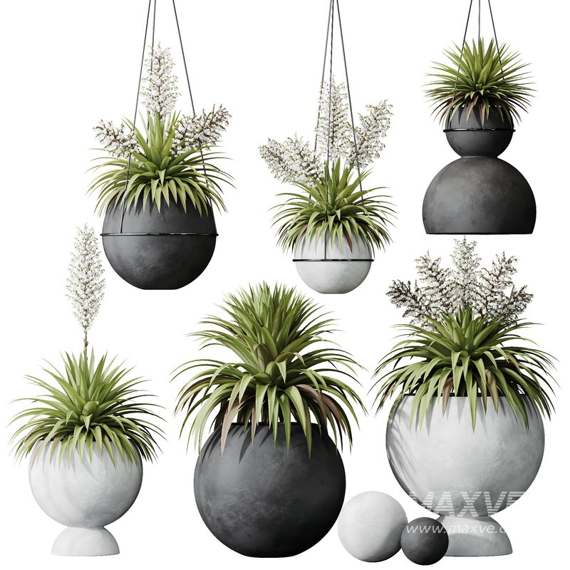 HQ Plants Yucca Elephantipes Rupicola Vase Set01 - Image 1