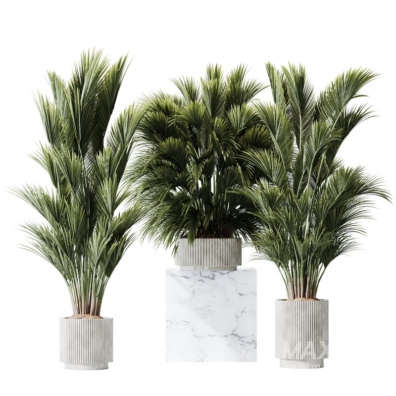 HQ Plants Areca Majesty Cat Reed Palm Set05 - Image 1