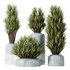 HQ Plants Yucca Elephantipes Gigantea Vase Set05 - Thumbnail 1