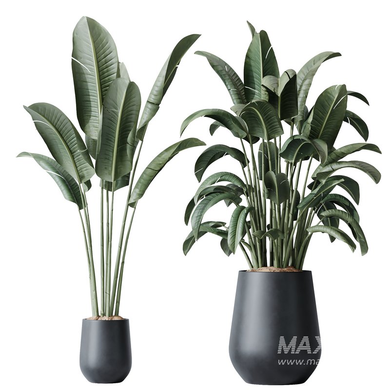 HQ Plants Bird Of ParadiseBird Vase Set04 - Image 1