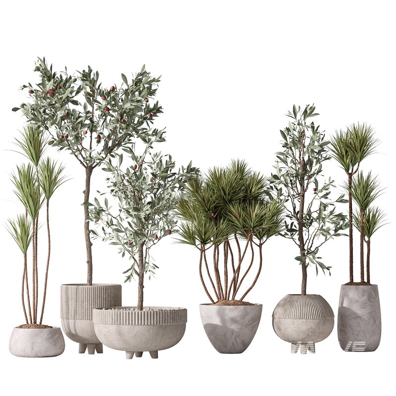 Yucca Elephantipes Gigantea and Mission Olive Tree Indoor Vase 03 - Image 1