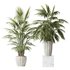 HQ Plants Areca Majesty Cat Reed Palm Set02 - Thumbnail 1