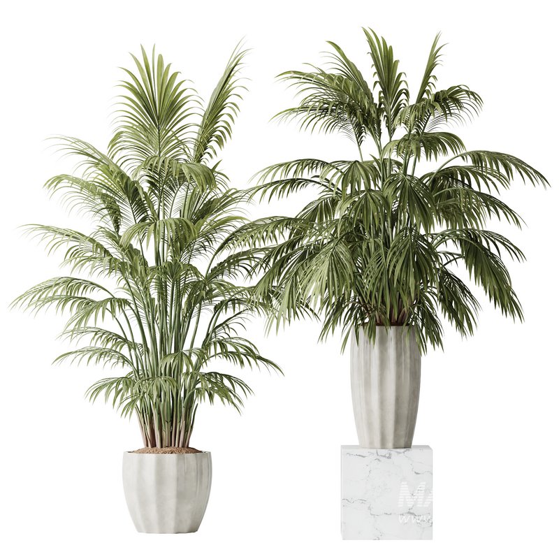 HQ Plants Areca Majesty Cat Reed Palm Set02 - Image 1