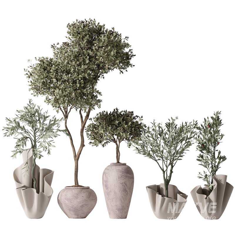 Mission Olive Tree Indoor Vase 01 - Image 1